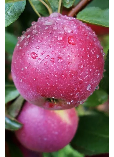 Яблоня  Брусничное (раннеосен.)