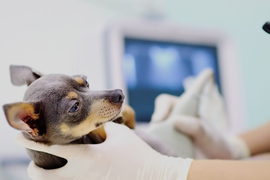 УЗИ ДИАГНОСТИКА