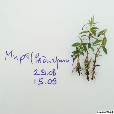 Радигрин Синий