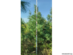 Сосна Гималайская - Pinus Wallichiana