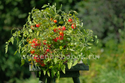 Томат Berry Carpet (Ягодный ковер), 10 шт