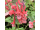 Corydalis solida “Red Banner”
