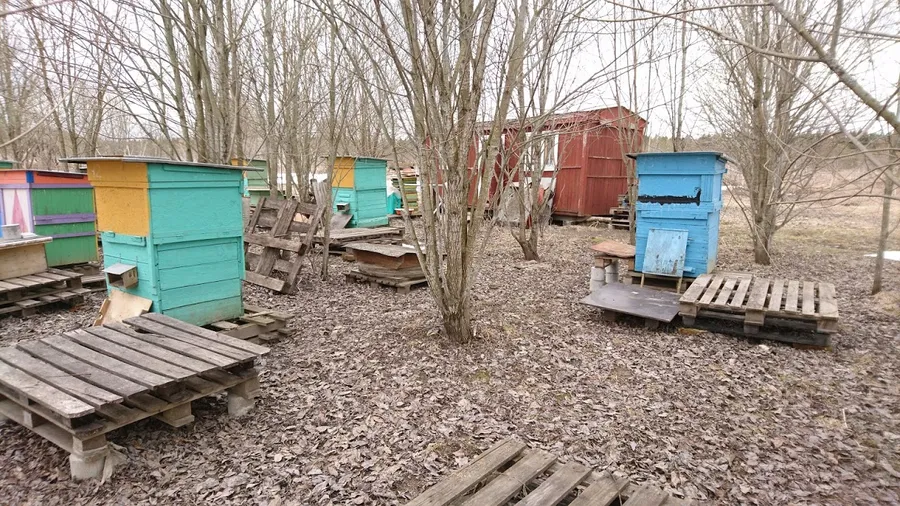 Экскурсия по пасеке