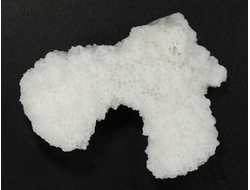 Коралл белый, коллекционный образец, Китай (42*32*11 мм, 10 г) №37630