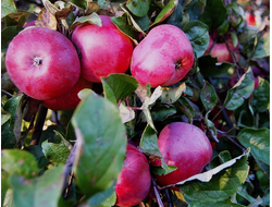 Осеннее алое (яблоня)