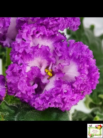 ПТ-Принцесса Ясмин (Т. Пугачева) 2019 г.