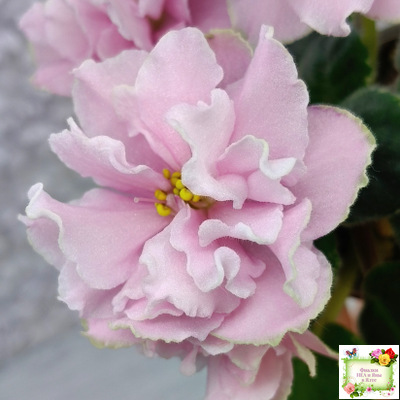 АВ-Амур и Розы (Фиалковод) 2023 г.