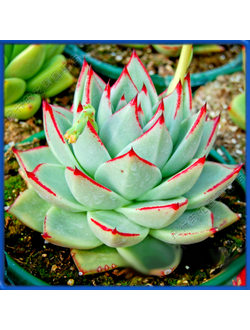 Echeveria agavoides 'Contepec', Michoacan