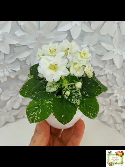 Adirondack Moon (S. Sorano) (детка)