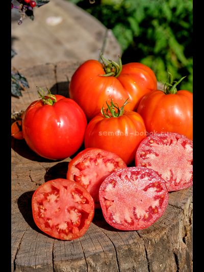 Томат Катапано (Сatapano), 10 шт