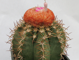 Melocactus matanzanus (К)