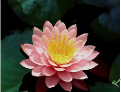 Нимфея Марта