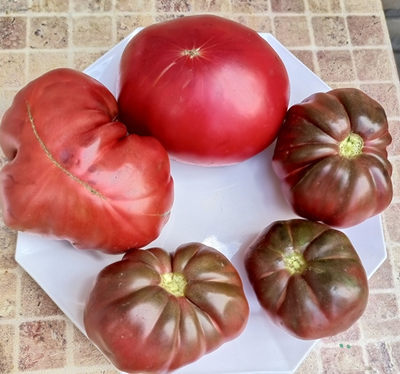 Томат Кудрявый Морателла (Rizado de Morratella )