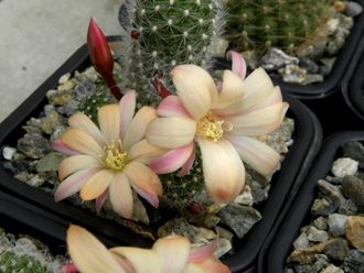 Rebutia ‘Sunrise’