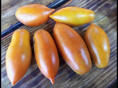 Томат Бронза (Bronza)