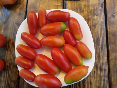 Томат Длинные из Ковеля