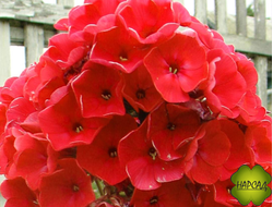 ФЛОКС МЕТЕЛЬЧАТЫЙ "ТЕКИЛА САНРАЙЗ" до 45 см ЯРКИЙ!