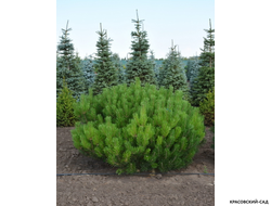 Сосна крючковатая - Uncinata