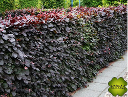 ПУЗЫРЕПЛОДНИК "Диаболо"