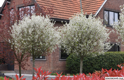 Вишня Убракулифера - Umbraculifera