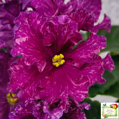 АВ-Тайны Востока (Фиалковод) 2022 г. (детка)