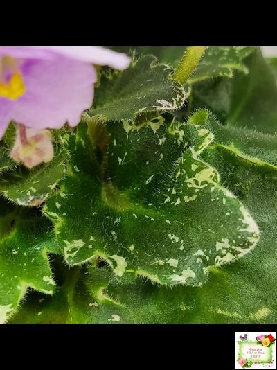 Morgan&#039;s Ivy League (C.Eros) (пестролистный гёрл)