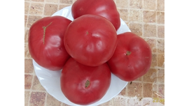 Кристина Ватчева