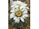 Gymnocalycium vatteri VG-415 (D=35-45мм)