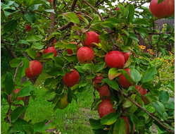 Яблоня зимняя (наличие в садовом центре)