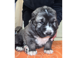 Кобель 5. ПАЛАШ. ПРОДАЖА