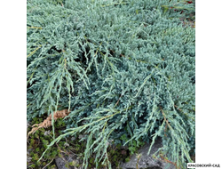 Можжевельник Глаука - Glauca