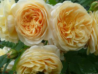 Тизин Джорджия (Teasing Georgia).