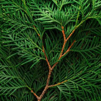 Гидролат Кипариса (Сupressus sempervirens) 100 мл