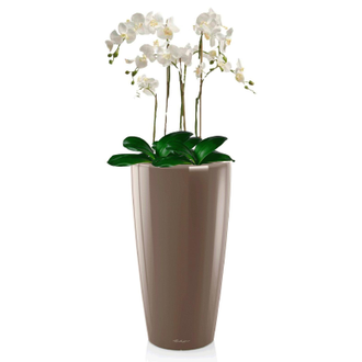 Орхидея Фаленопсис + RONDO 32