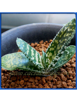 Gasteria disticha McGregor Jct, Robertson
