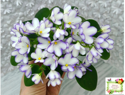 2А-Проба Пера (Е. Кольцова) 2024 г. (сортовая розетка)