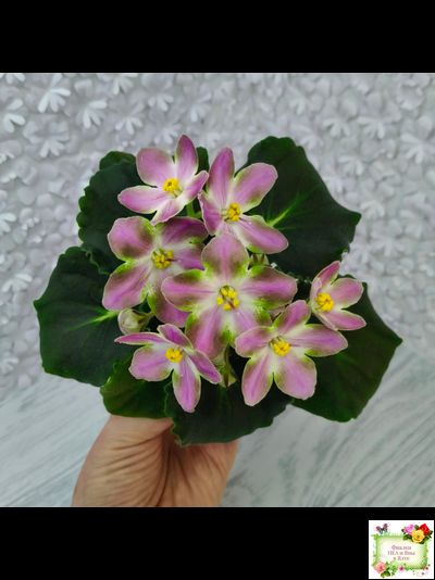 RIV-Амнезия (И. Растегаева) 2024 г. (лист посажен 05.11.25)