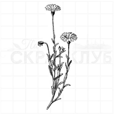 Штамп клевер малиновый