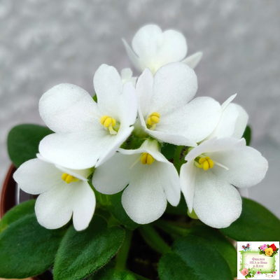 ЛЕ-Принцесса Лея (Е.Лебецкая) 2016 г.