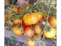 Томат Мультифлора Гигант (Giant multiflora, Multiflora Long Keeper)