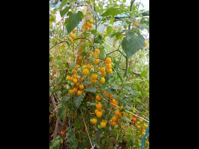 Томат Летнее солнце