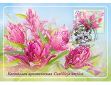 КМ. Россия. Кастиллея арктическая