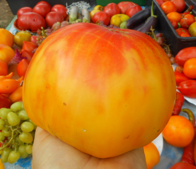 Томат Ананас (Pineapple)