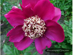 Пион Sword Dance (Сворд Дэнс)