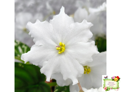 LV-Сбежавшая Невеста (Л. Шевелева) 2025 г. трейлер (клакамас пестролистный)