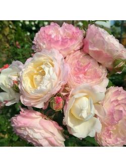 Имка Марина (Andre Brichet)