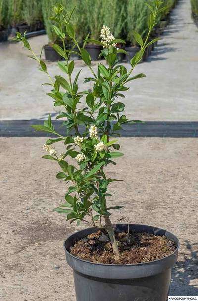 Бирючина Пирамидале -  Pyramidale