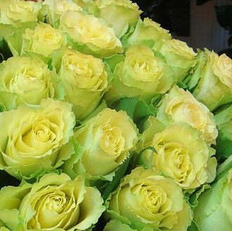 Лимонад (Lemonade), срезочная.