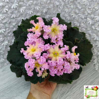 РМ-Оранжевое Лето (Н. Скорнякова) 2022 г. (детка)