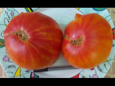 Томат Звездчатый из Беллинзоны (Stellato di Bellinzona)